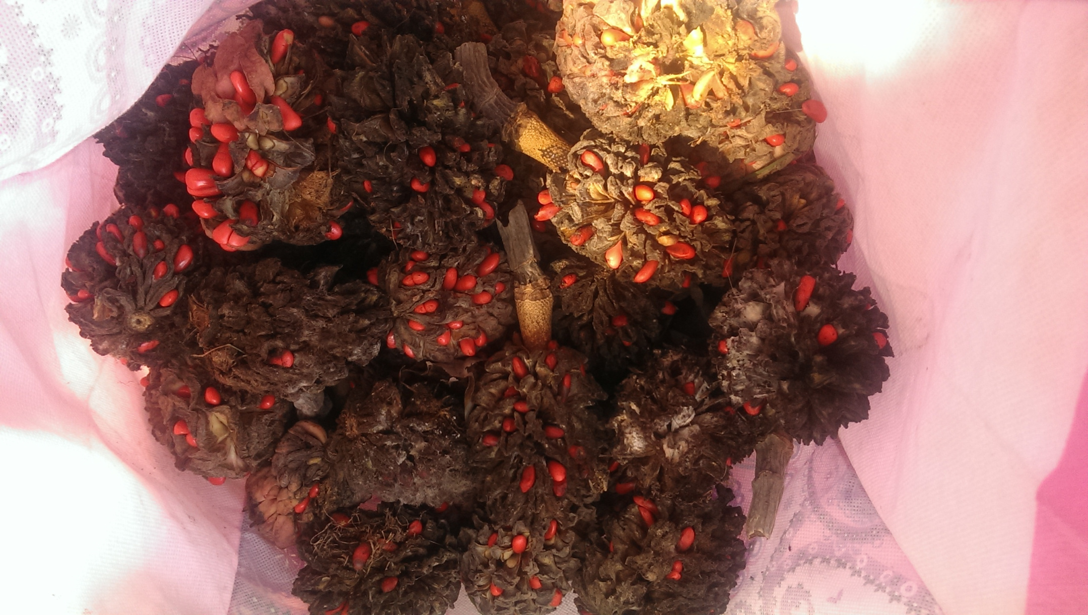 Magnolia macrophylla cones